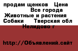 продам щенков › Цена ­ 15 000 - Все города Животные и растения » Собаки   . Тверская обл.,Нелидово г.